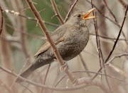 Merla  femella (Turdus merula)