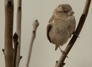 Pardal comú femella (Passer domesticus) Passeridae