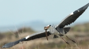 Bernat pescaire  (Ardea cinerea) + anguila.