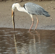 Bernat pescaire  (Ardea cinerea) + anguila.