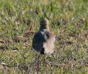 redeluga europea (Vanellus vanellus)