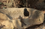 Estornell vulgar (Sturnus vulgaris) +  Pardal comú