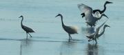 Agró blanc,  Bernat pescaire, Martinet blanc.