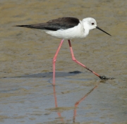 Cames llargues (Himantopus himantopus).