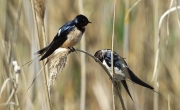 Oreneta vulgar (Hirundo rustica)