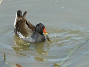 Polla d'aigua (Gallinula chloropus)