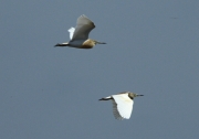 Martinet Ros (Ardeola ralloides)