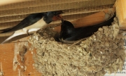 Oreneta vulgar (Hirundo rustica)