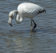 Flamenc rosat immadur (Phoenicopterus roseus).