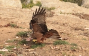 Milà negre (Milvus migrans) Accipitridae.