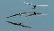 Fumarell carablanc (Chlidonias hybridus) Laridae.