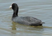 Fotja vulgar (Fulica atra).