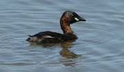 Cabusset (Tachybaptus ruficollis).