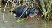 Polla blava (Porphyrio porphyrio) .