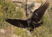 Corb (Corvus corax).