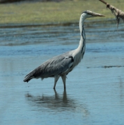 Bernat pescaire.