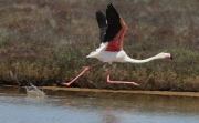 Flamenc rosat (Phoenicopterus roseus).