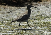 Polit cantaire (Numenius phaeopus).