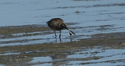 Polit cantaire (Numenius phaeopus).