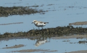 Corriol camanegre (Charadrius alexandrinus).