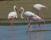 Flamenc rosat (Phoenicopterus roseus).