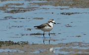 Corriol camanegre (Charadrius alexandrinus).