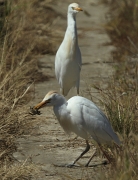 Esplugabous (Bubulcus ibis).