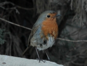 Pit-roig (Erithacus rubecula)