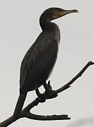 Corb Marí gros (phalacrocorax carbo)