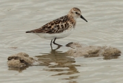 Territ menut (Calidris minuta)