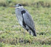 Bernat pescaire (Ardea cinerea)