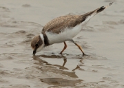 Corriol petit jove (Charadrius dubius)