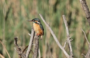 Blauet (Alcedo atthis)