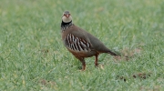 Perdiu roja (Alectoris rufa)