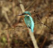 Blauet (Alcedo atthis)