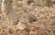 Perdiu roja (Alectoris rufa)