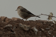 Tallarol de casquet femella (Sylvia atricapilla)