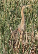 Agró roig (Ardea purpurea)