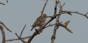 Pardal roquer (Petronia petronia)