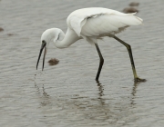 Martinet blanc (Egretta garzetta)