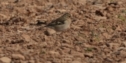 Pinsà comú mascle (Fringilla coelebs)