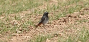 Cotxa fumada mascle (Phoenicurus ochruros)