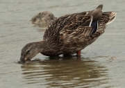 Ànec collverd  femella (Anas platyrhynchos)