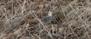 Cuereta blanca (Motacilla alba)