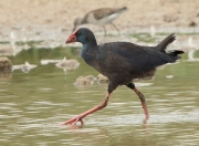 Polla blava (Porphyrio porphyrio)