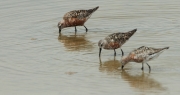 Tèrrit becllarg (Calidris ferruginea)