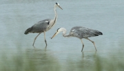 Bernat pescaire (Ardea cinerea)