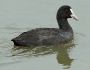 Fotja vulgar (Fulica atra)