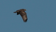 Aligot calçat (Buteo lagopus)