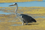 Bernat pescaire  (Ardea cinerea) Ardeidae.